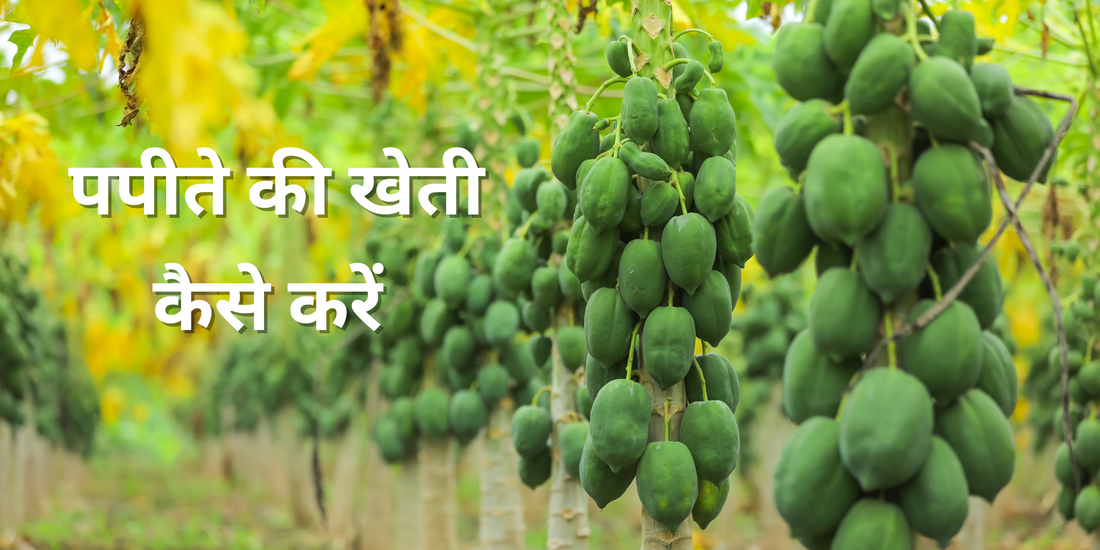 कैसे करें पपीते की लाभदायक खेती ?